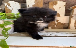 Pomeranian dogs for sale: Fluffy - Image 9