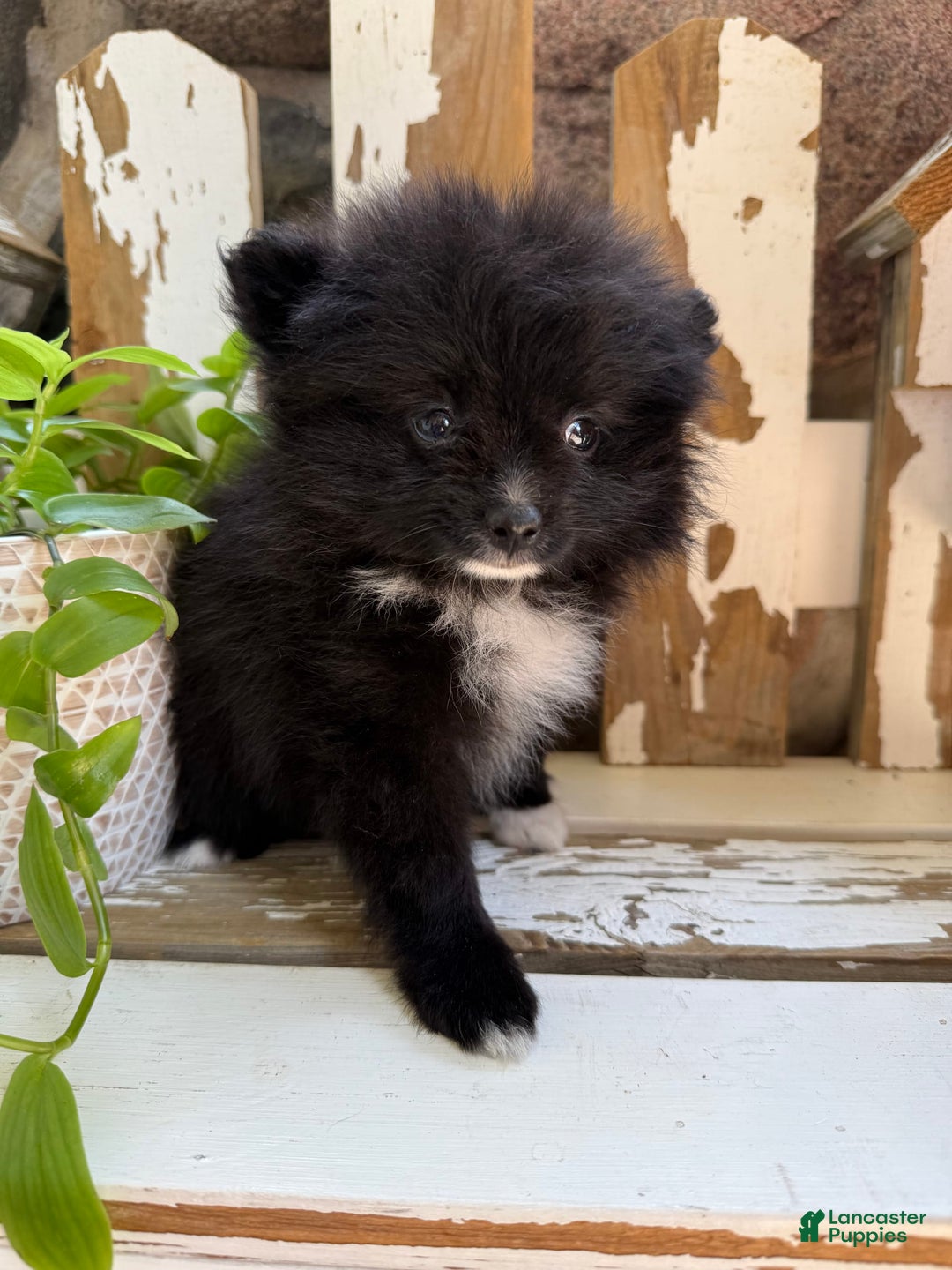 Pomeranian dogs for sale: Fluffy - Image 9