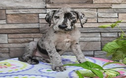 Great Dane dogs for sale: Harmony - Image 7