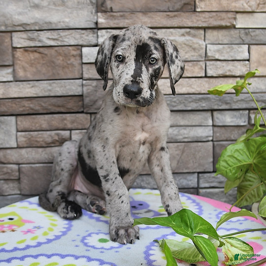 Great Dane dogs for sale: Harmony - Image 7