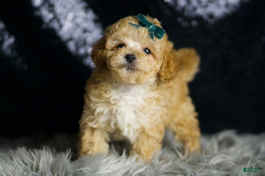 Maltipoo dogs for sale: Maltipoo 4 puppies - Image 5