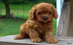 Cavapoo dogs for sale: Tucker - Image 1