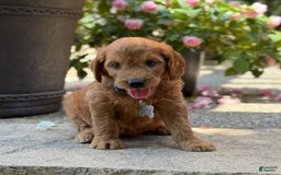 Goldendoodle dogs for sale: Jack - Image 2