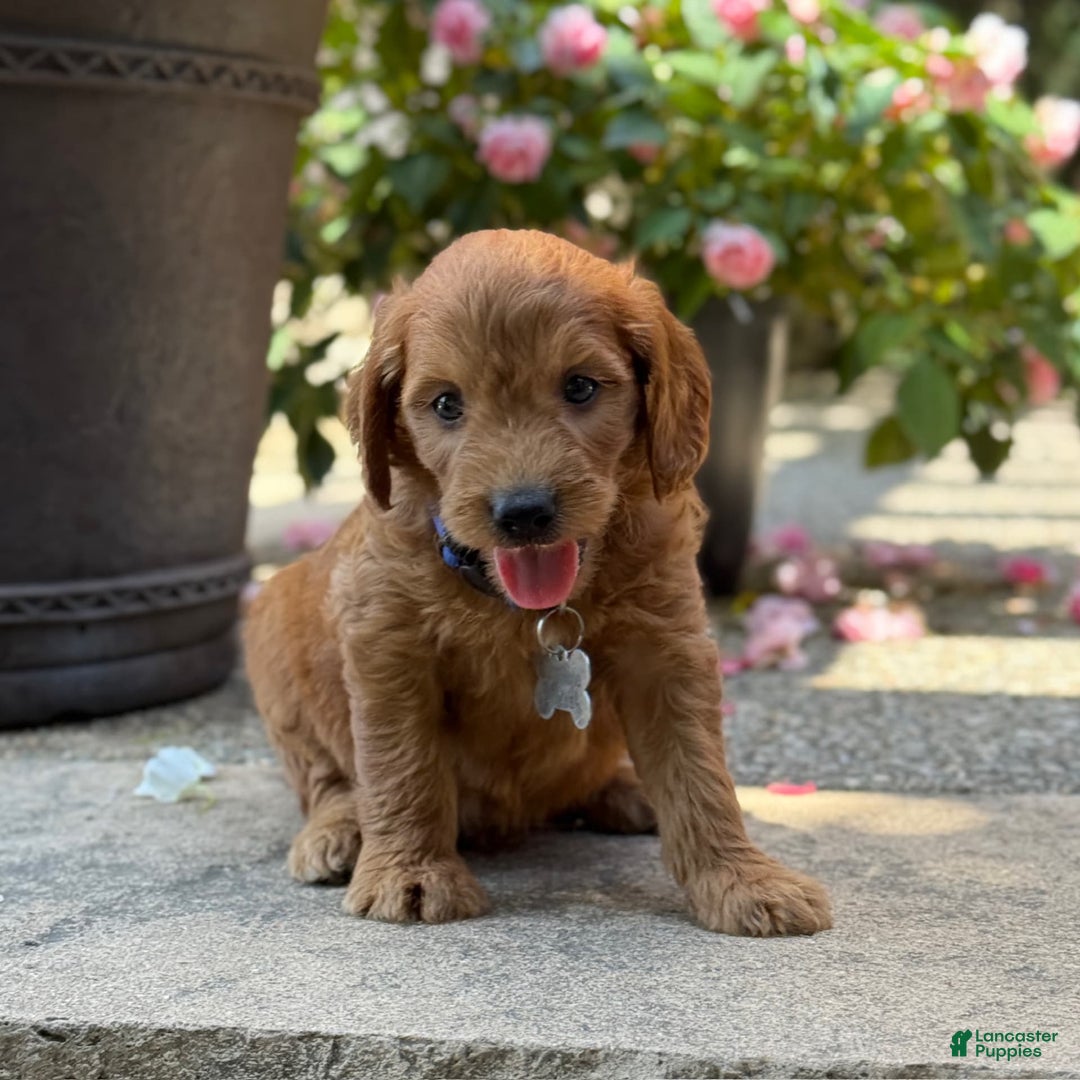 Goldendoodle dogs for sale: Jack - Image 2