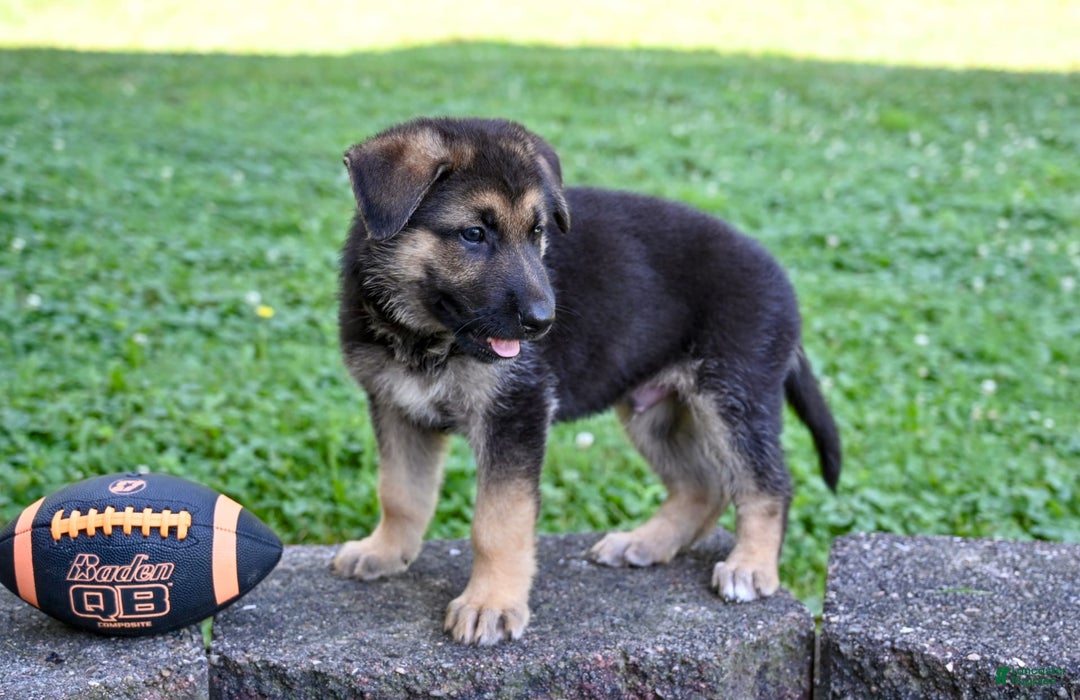 German Shepherd dogs for sale: Andre - Image 4
