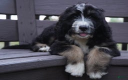 Bernedoodle dogs for sale: Sissy - Image 3
