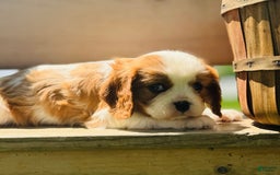 Cavalier King Charles Spaniel dogs for sale: Marble - Image 1
