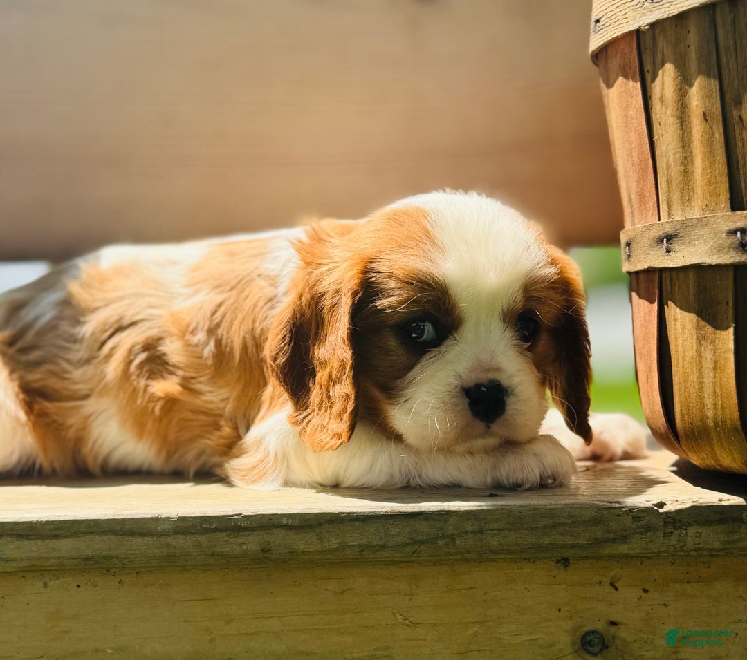 Cavalier King Charles Spaniel dogs for sale: Marble - Image 1