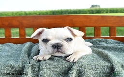 French Bulldog dogs for sale: Lilac - Image 11