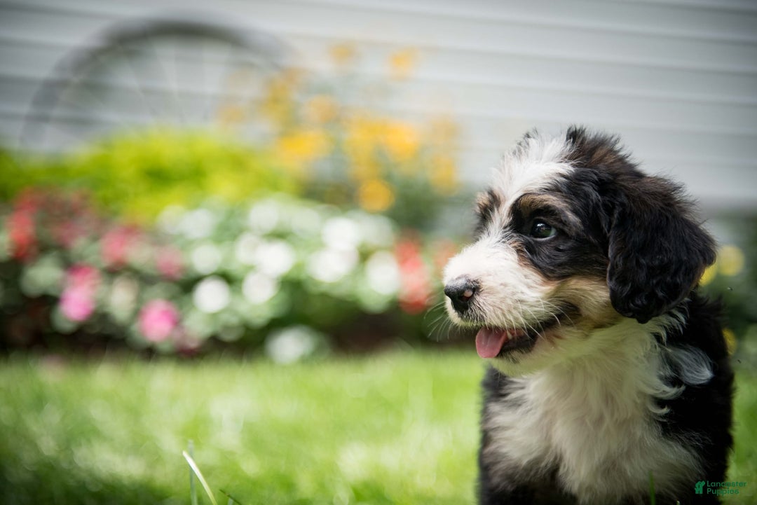Bernedoodle dogs for sale: Bubbles - Image 9