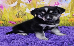 Goberian dogs for sale: Igor - Image 4