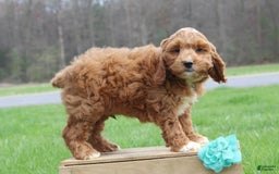 Cockapoo dogs for sale: Gannon - Image 2