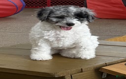 Miniature Poodle dogs for sale: Oceanian - Image 1