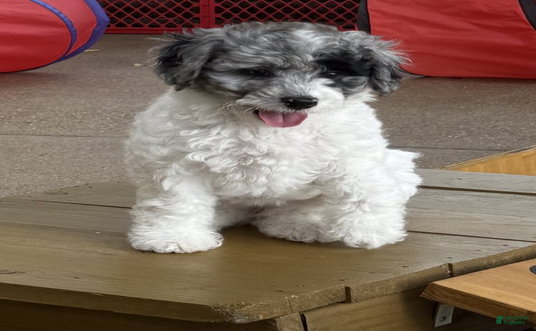 Miniature Poodle dogs for sale - Ad 1