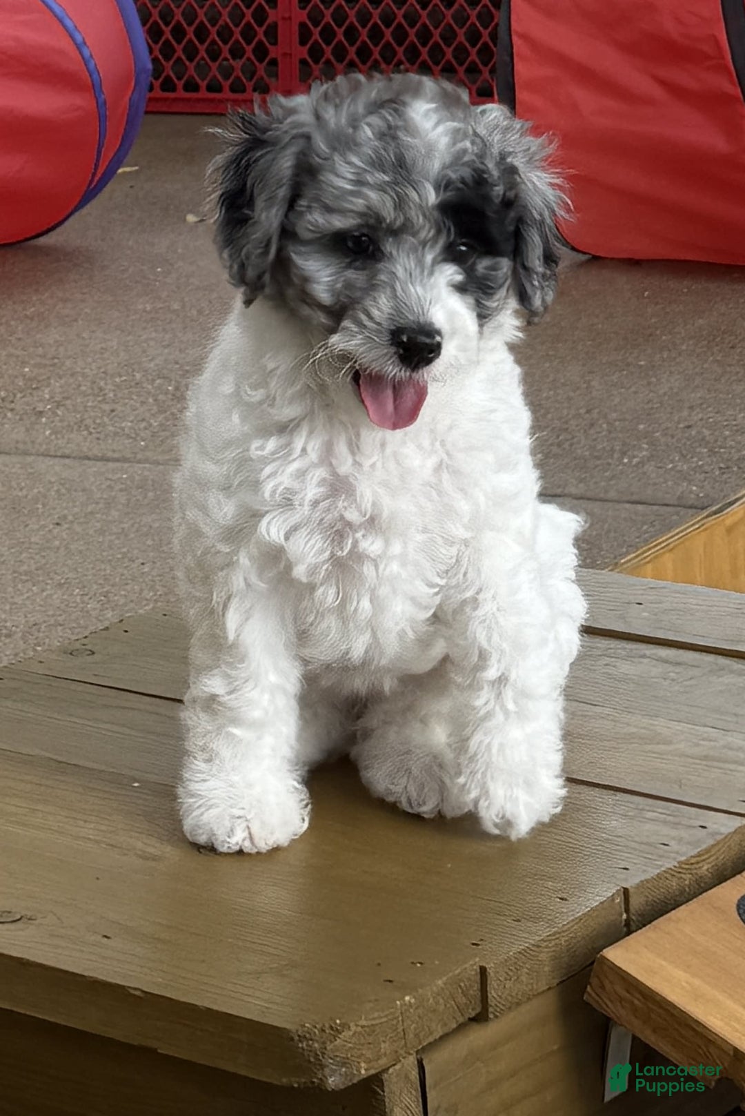 Miniature Poodle dogs for sale: Oceanian - Image 1