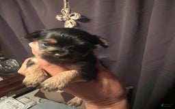 Yorkshire Terrier dogs for sale: Rainy - Image 3