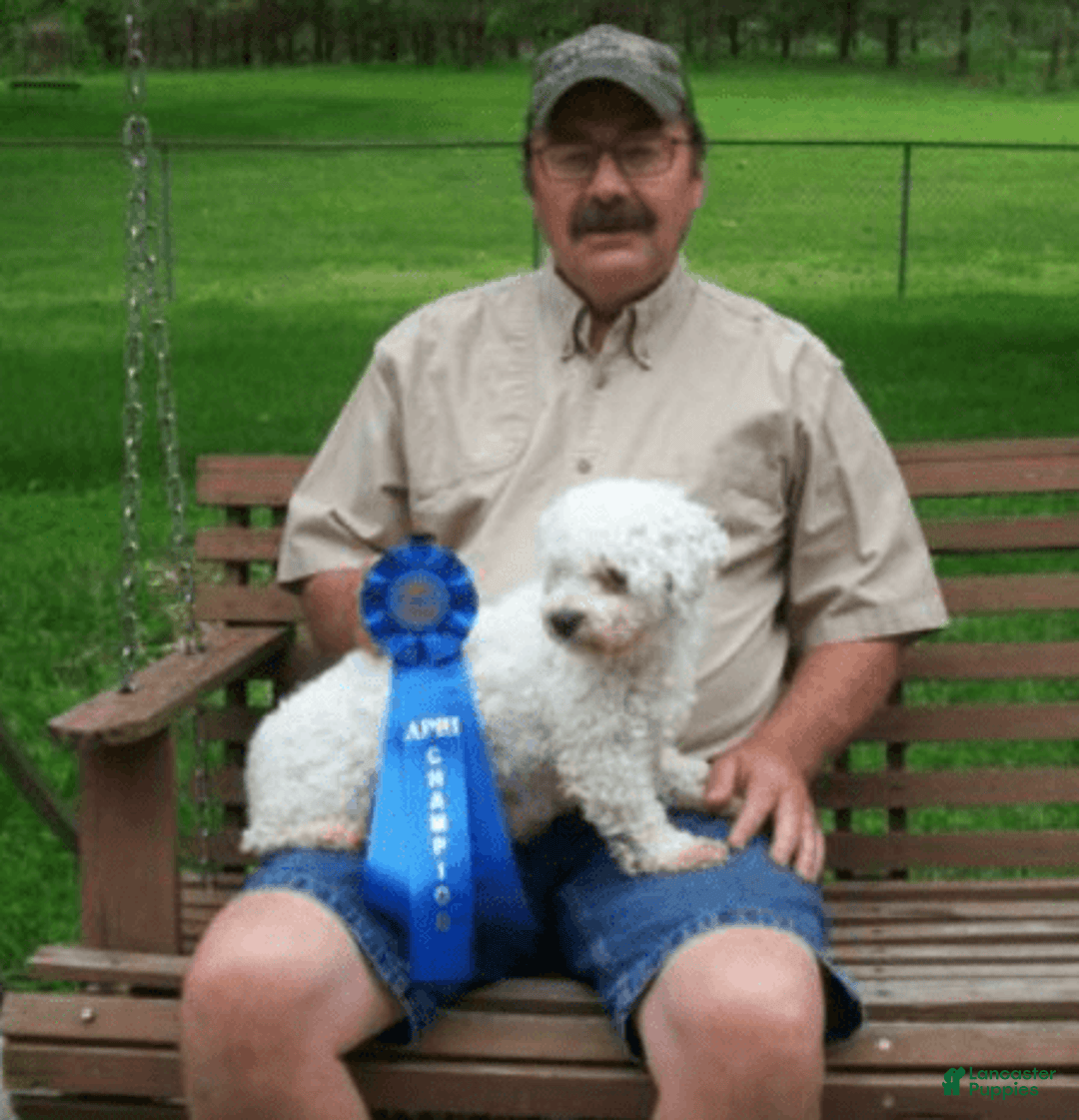 Cavachon dogs for sale: Peanut - Image 9