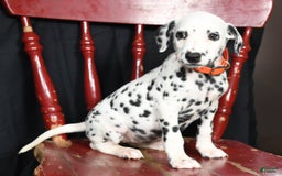 Dalmatian dogs for sale: Donna - Image 2