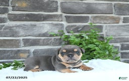Olde English Bulldogge dogs for sale: Cam - Image 5