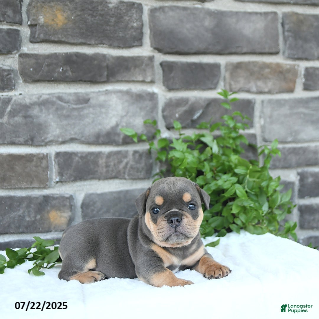 Olde English Bulldogge dogs for sale: Cam - Image 5