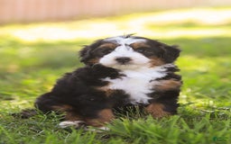 Mini Bernedoodle dogs for sale: Mary - Image 7