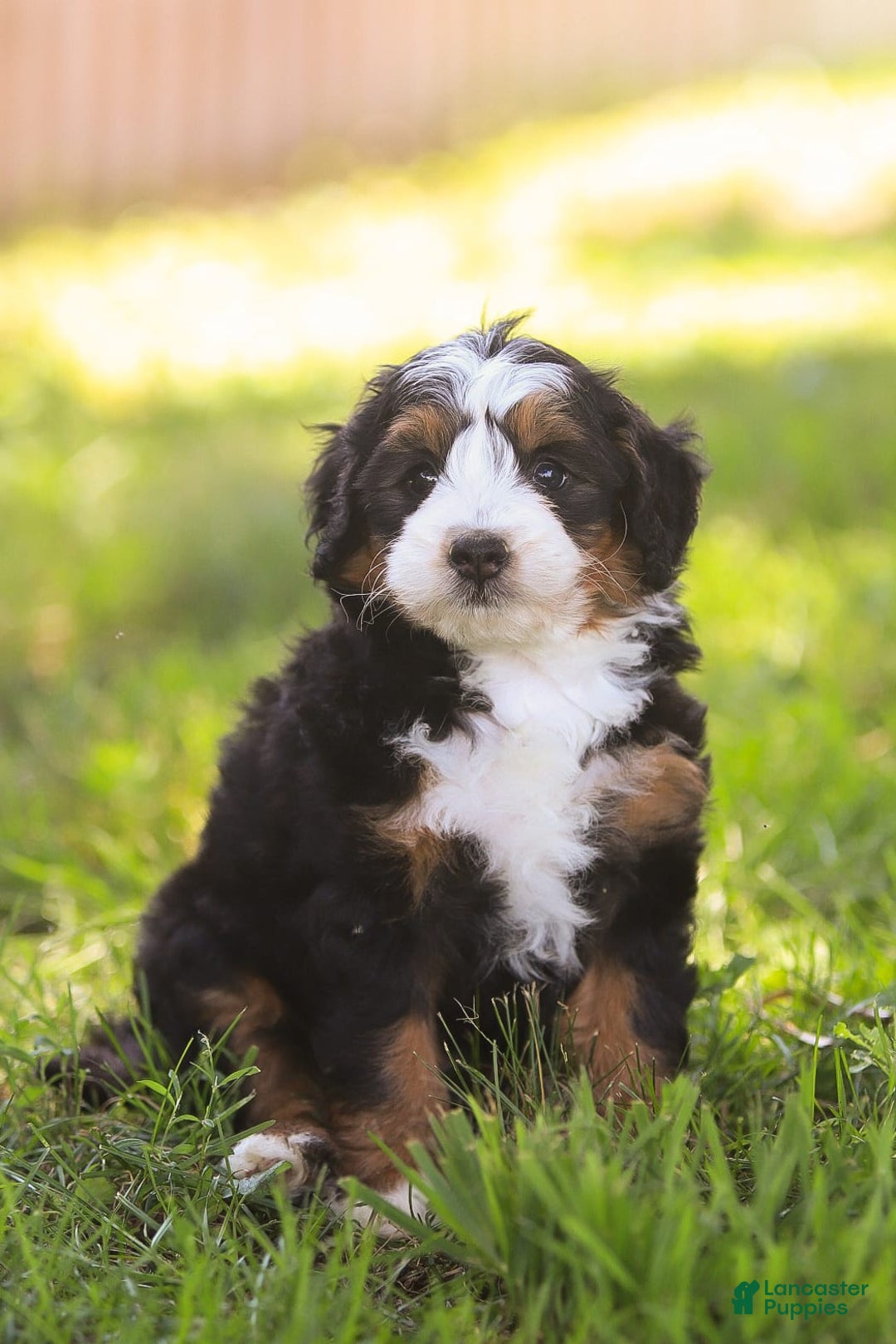 Mini Bernedoodle dogs for sale: Mary - Image 7