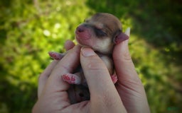 Morkie dogs for sale: Rare Gold Merle Bumblebee - Image 9