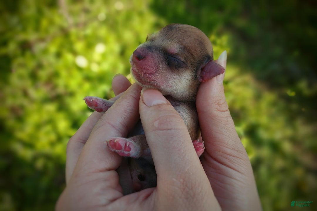 Morkie dogs for sale: Rare Gold Merle Bumblebee - Image 9