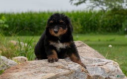 Bernedoodle dogs for sale: Sage - Image 1