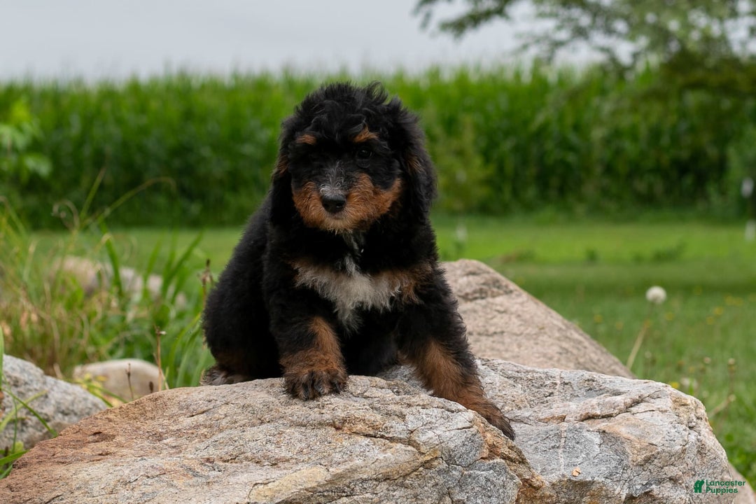 Bernedoodle dogs for sale: Sage - Image 1