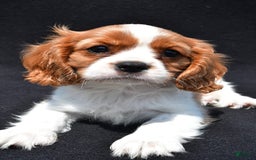 Cavalier King Charles Spaniel dogs for sale: Cody - Image 7