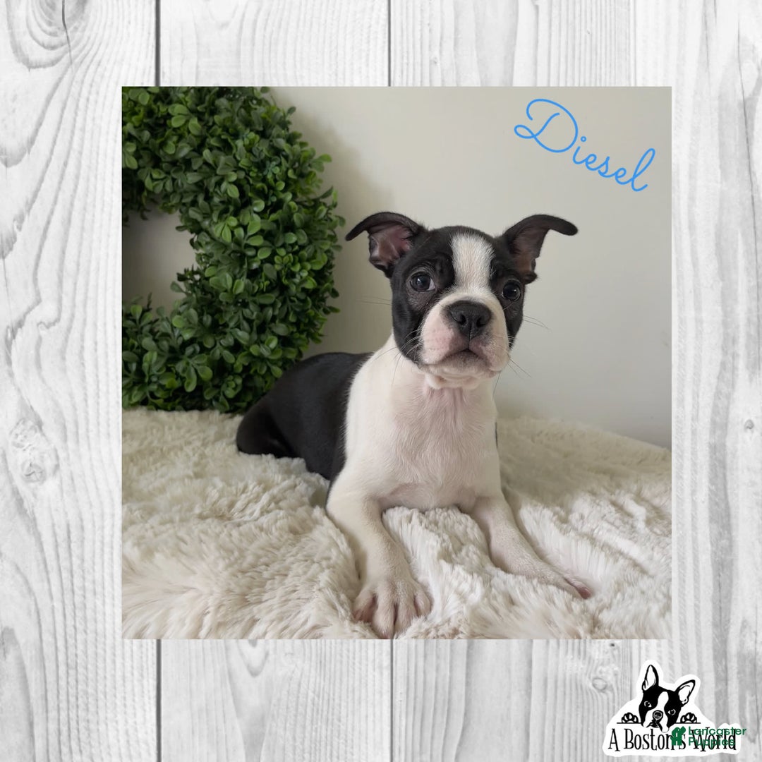 Boston Terrier dogs for sale: Diesel - Image 5