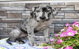 Great Dane dogs for sale: Harmony - Image 6