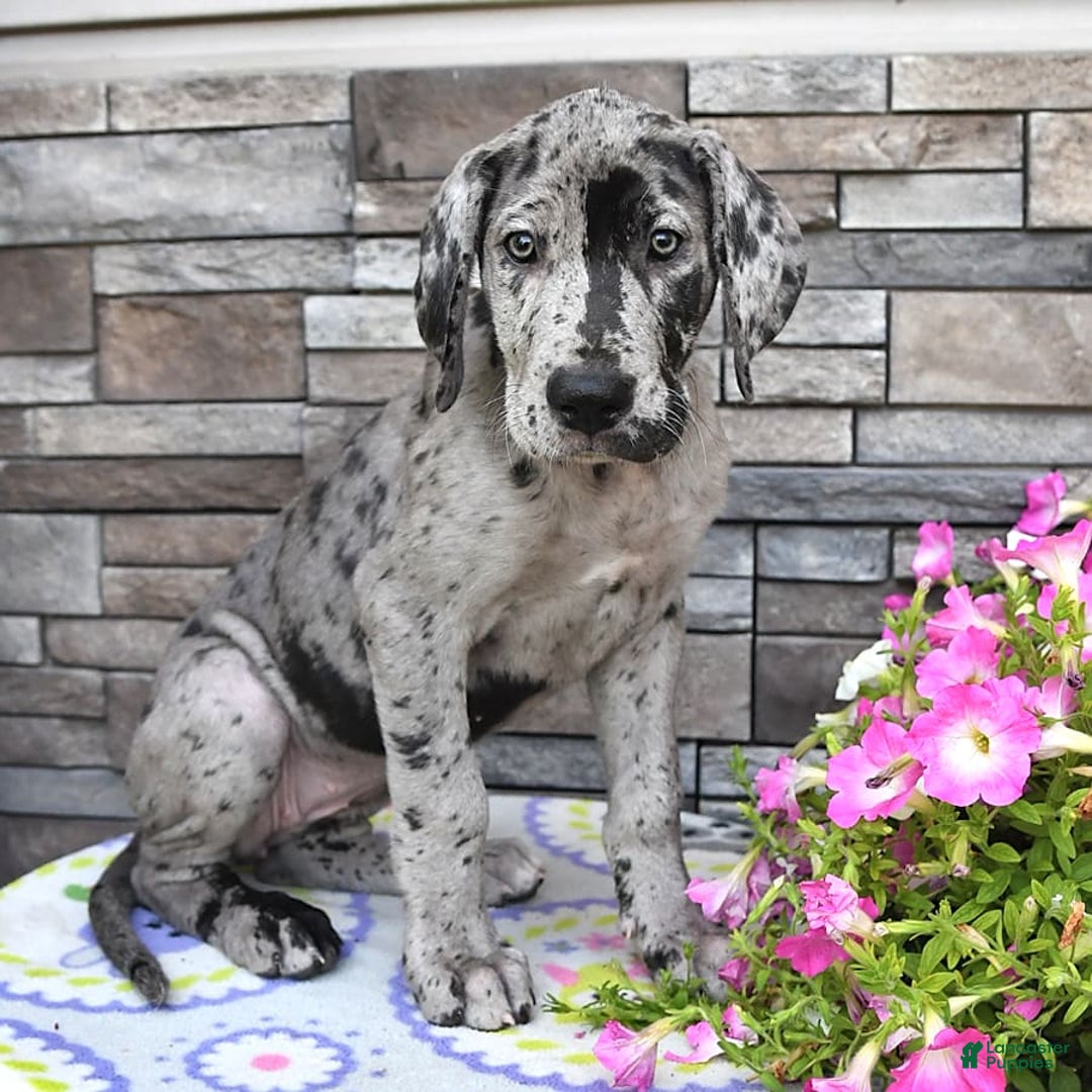 Great Dane dogs for sale: Harmony - Image 6