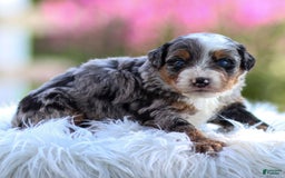 Mini Bernedoodle dogs for sale: Merrick - Image 10