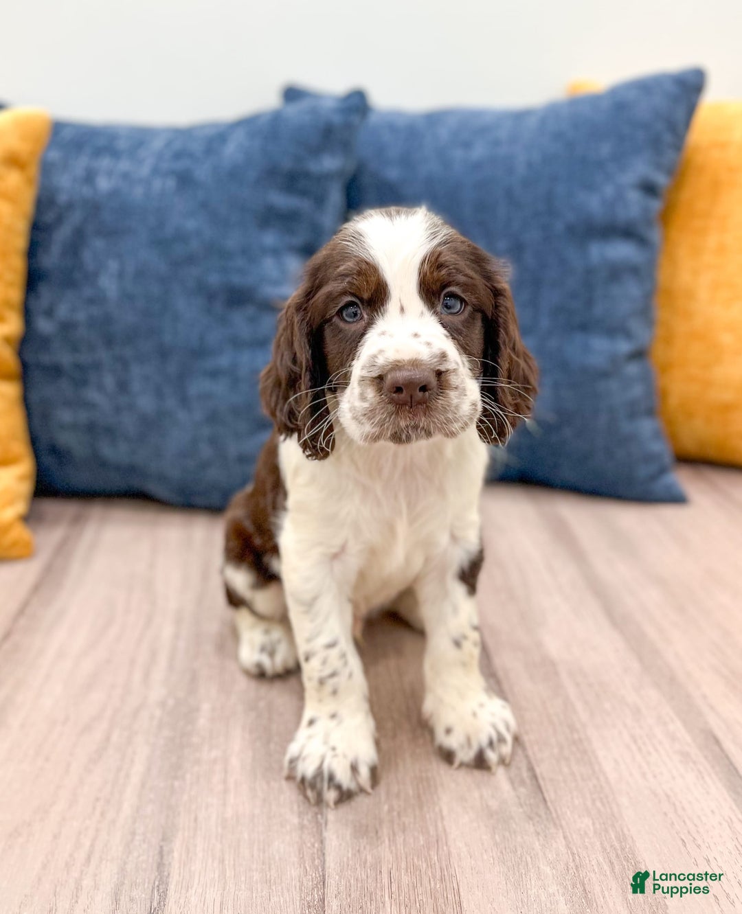 English Springer Spaniel dogs for sale: Nico - Image 5