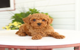 Miniature Poodle dogs for sale: Natalie - Image 4