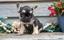 French Bulldog dogs for sale: Bella - Image 8