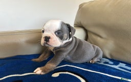 English Bulldog dogs for sale: Jax - Image 3