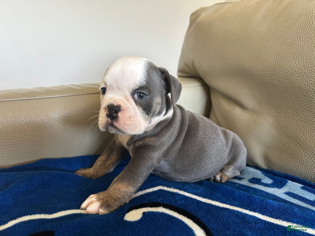 English Bulldog dogs for sale: Jax - Image 3