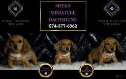 Miniature Dachshund dogs for sale: Meeka - Image 2
