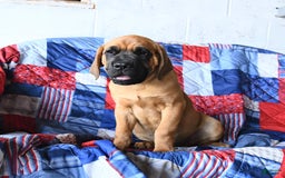Cane Corso dogs for sale: Reeses - Image 5