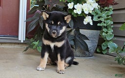 Shiba Inu dogs for sale: Reagen - Image 7