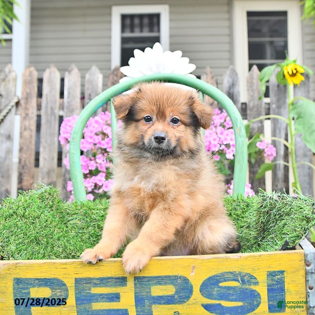 Pomeranian dogs for sale: Fred - Image 9