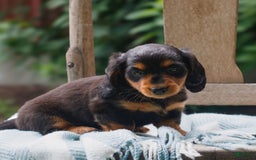Miniature Dachshund dogs for sale: Daisy - Image 2
