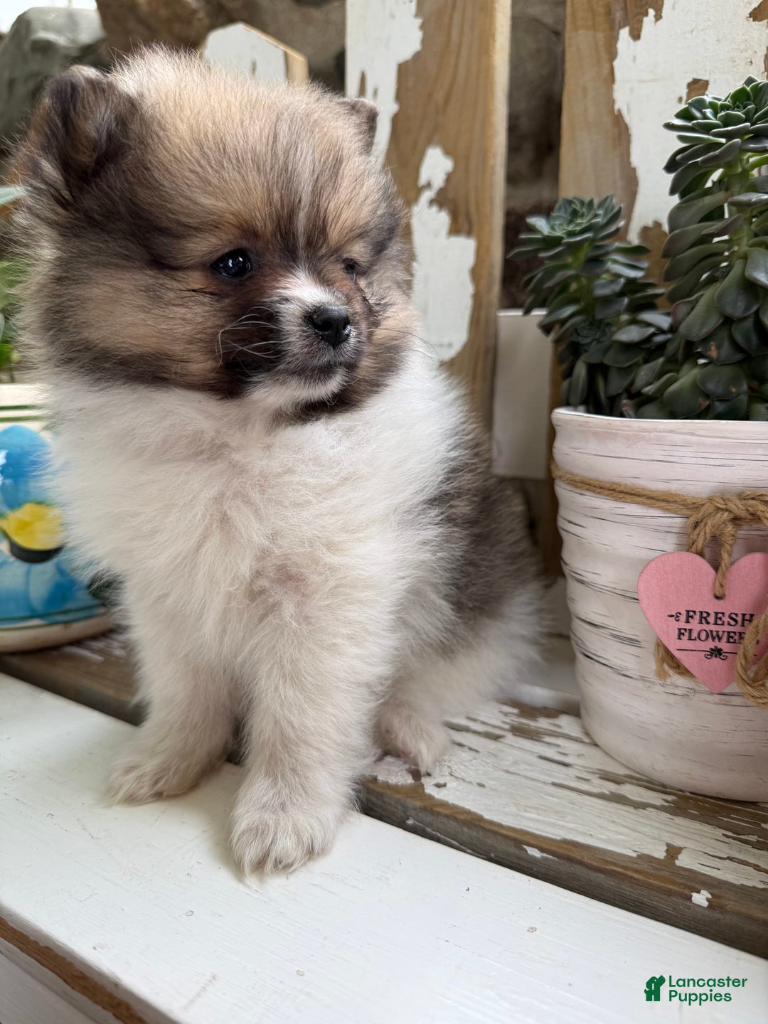 Pomeranian dogs for sale: Cory - Image 13