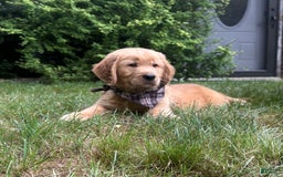 Golden Retriever dogs for sale: Hunter - Image 7