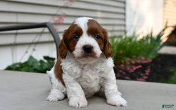 Cavapoo dogs for sale: Callie - Image 4