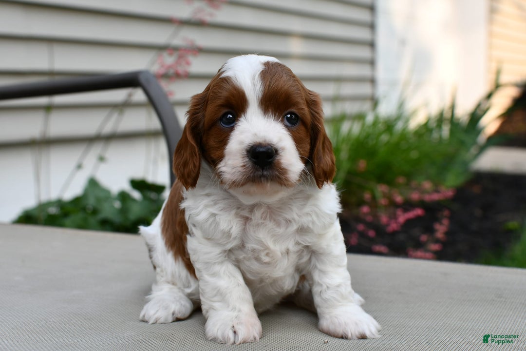 Cavapoo dogs for sale: Callie - Image 4