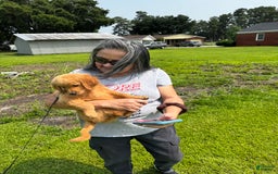Goldendoodle dogs for sale: Daisy - Image 1